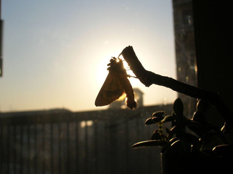 Controluce...